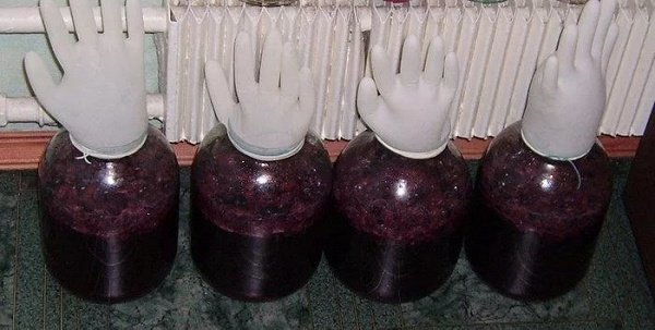 ферментация чачи