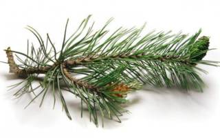 Сосновая веточка