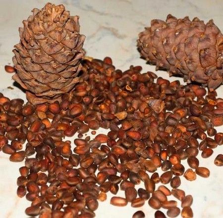 кедровые орешки