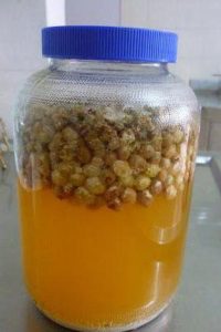 Черная смородина с материнскими дрожжами из белого изюма Закваска с изюмом