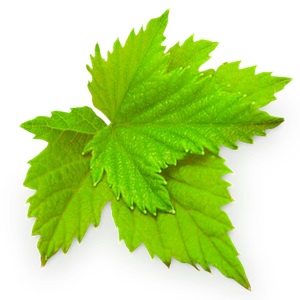 Листья смородины