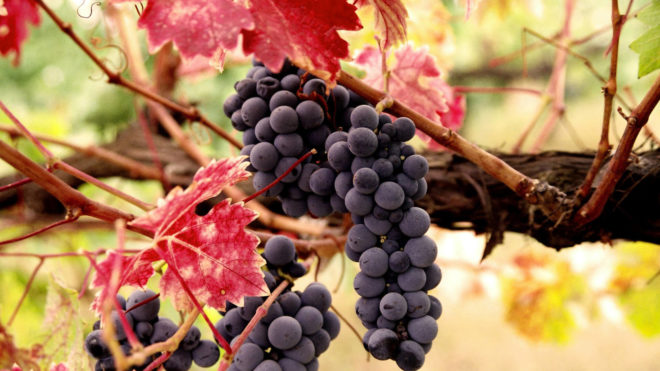 Грозди созрели