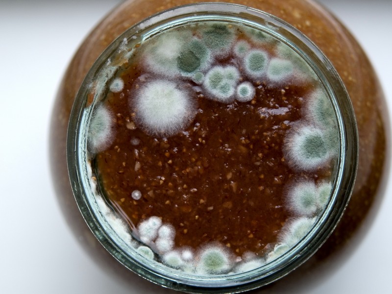 800 Плесень на вине, что делать в этом случае и как сберечь напиток