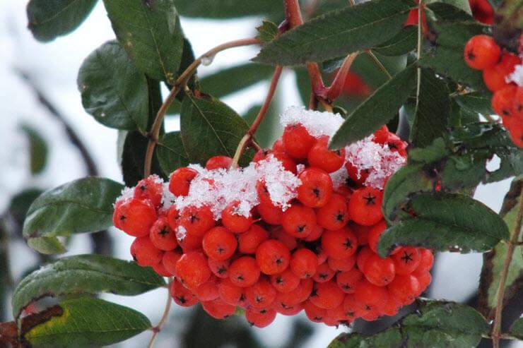 домашнее красное вино из рябины