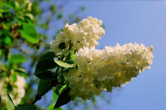 настойка цветов сирени