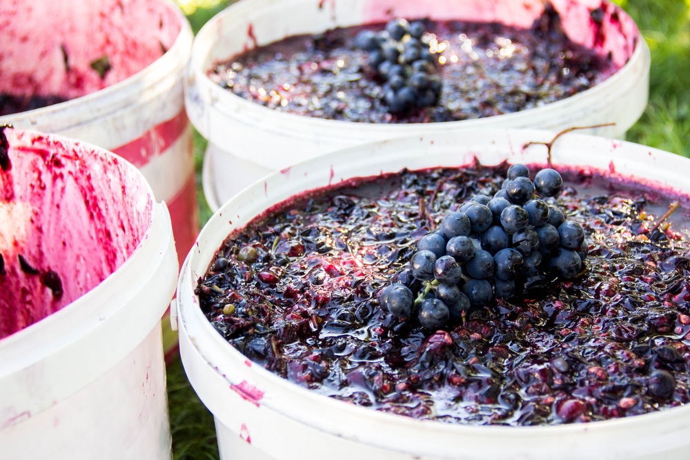 Брага из винограда для чачи