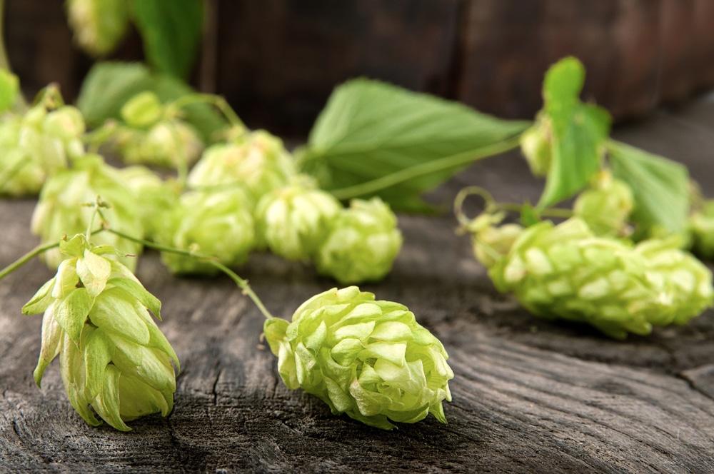 Брага из зеленого солода: инструкция