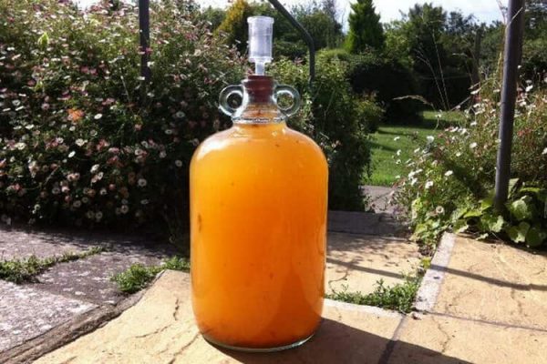 Абрикосовое вино в домашних условиях по простому рецепту