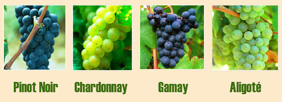 Бургундские вина: особенности, история, классификация, марки