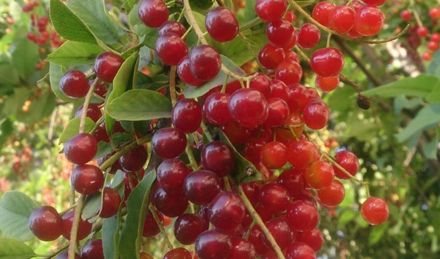 Домашнее вино из черемухи по проверенному рецепту