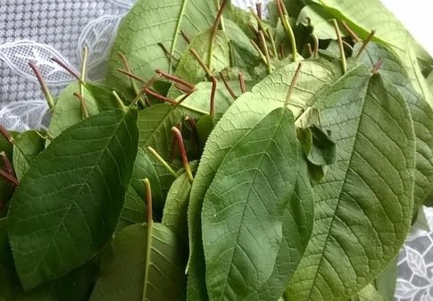 Домашнее вино из черемухи по проверенному рецепту