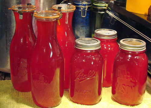 Домашнее вино из калины – рецепт и технология приготовления