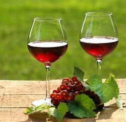 Домашнее вино из калины – рецепт и технология приготовления