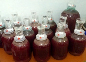 Домашнее вино из сливы – рецепт и технология приготовления