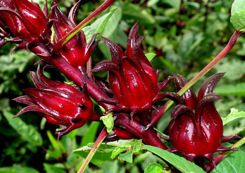 Фильтрация зерновой браги перед перегонкой?