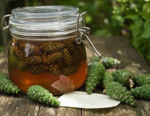 настойка из сосновых шишек