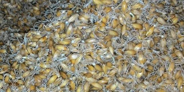 Старинный рецепт браги из пшеницы без дрожжей