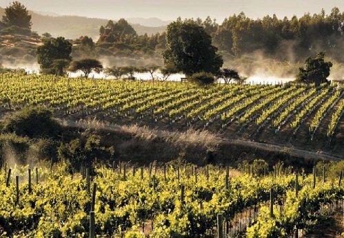 Вина «Нового Света»: список стран и особенности виноделия