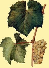 Вино Алиготе (aligote): особенности, виды, культура пития