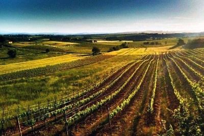 Вино Брунелло ди Монтальчино: особенности и культура пития