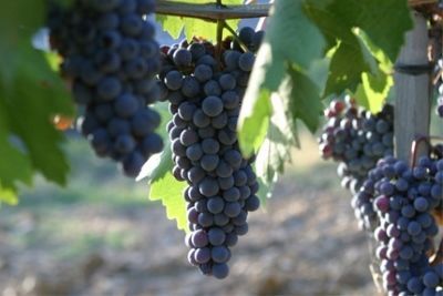 Вино Брунелло ди Монтальчино: особенности и культура пития