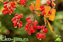 Вино из барбариса в домашних условиях – рецепт и технология