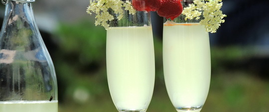 Вино из бузины в домашних условиях - рецепты из цветков и ягод