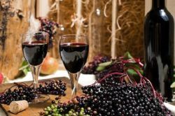 Вино из бузины в домашних условиях - рецепты из цветков и ягод