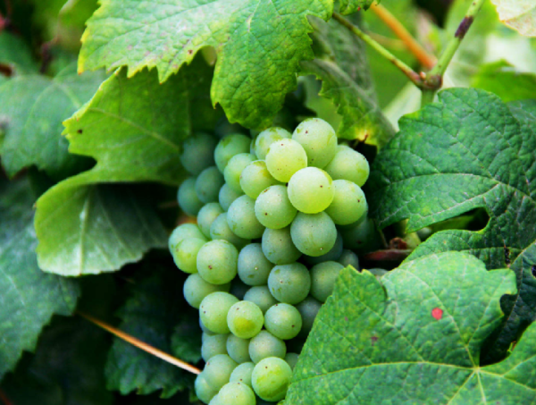 Вино Мадера: понятие, история, виды и культура употребления