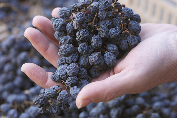 Вино Вальполичелла: особенности, виды и культура пития